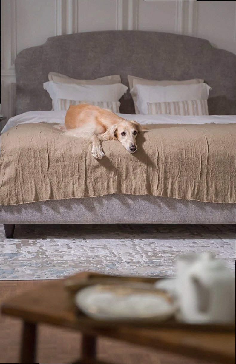A greyhound dog lies comfortably on a cozy bed in a homey bedroom setting.