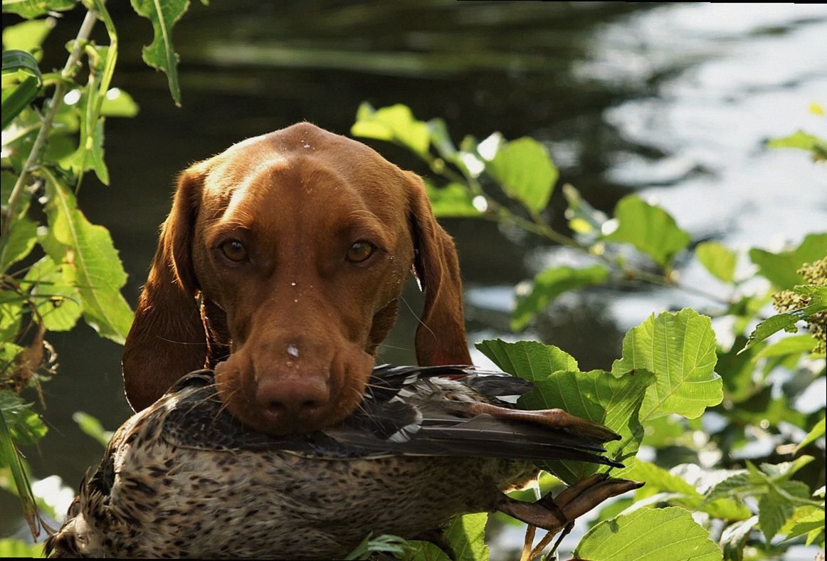 dog, nature, vizsla, hunting dog, hunting training, retrieve, dog training, animal, pet, predator and prey, animals, ani