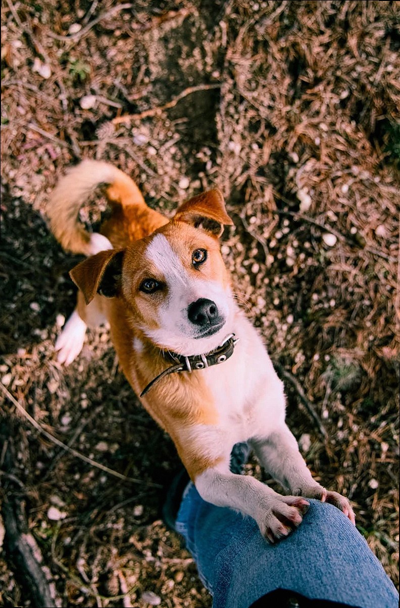 Cute mixed breed dog standing on hind legs in a natural outdoor setting.